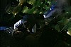 cap118.jpg