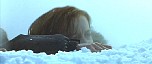 d_cap814.jpg