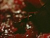 x-files223.jpg