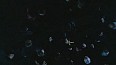 x-filesc032.jpg